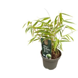 Fargesia rufa One Boo™ Green P10
(9 Plants/Order)(10cmP 20cmH)