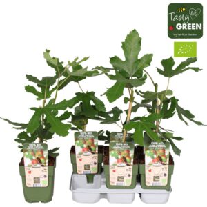 Ficus carica Little Miss Figgy Bio P13
(10 Plants/Order)(13cmP 30cmH)