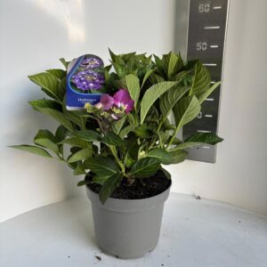 Hydrangea macrophylla other purple (scherm)
(1 Plants/Order)(23cmP 45cmH)