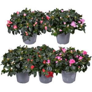 Rhododendron Hellmut Vo Azalea mixed 14cm
(6 Plants/Order)(14cmP 30cmH)