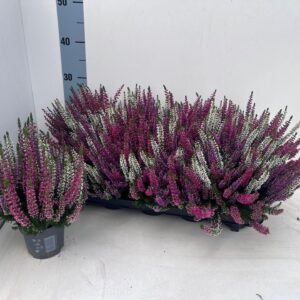 Calluna Beauty Ladies Starlight gem Trio_MILCA WEISS_T10,5
(10 Plants/Order)(10.5cmP 22cmH)
