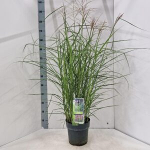 Miscanthus sinensis Ferner Osten
(1 Plants/Order)(23cmP 135cmH)