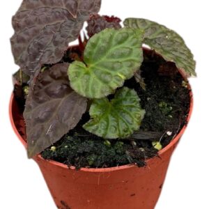 Begonia Begonia Black Mountain
(14 Plants/Order)(8cmP 12cmH)