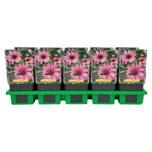 Echinacea purpurea Rubinstern
(10 Plants/Order)(11cmP 25cmH)