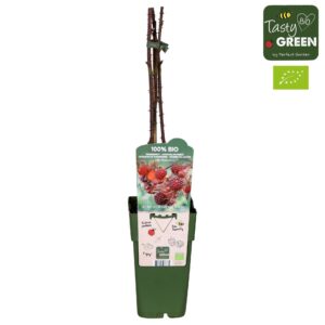 Rubus phoenicolasius Bio P15
(10 Plants/Order)(15cmP 50cmH)