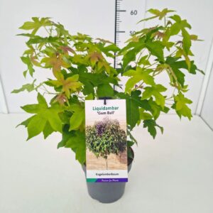 Liquidambar Gumball Liquidambar styr. 'Gum Ball' 30-40C3 
(1 Plants/Order)(19cmP 40cmH)