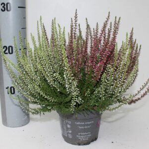 Calluna Garden Girls Twin Twin Girls rot-weiss
(8 Plants/Order)(12cmP 25cmH)