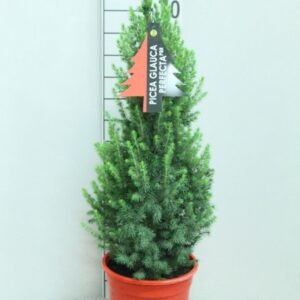 Picea Perfecta glauca Red Pot P21 H90 potgekweekt
(1 Plants/Order)(21cmP 75cmH)