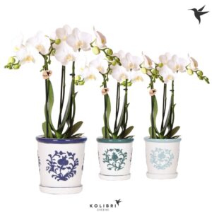 Phalaenopsis Multiflora white 3 spike in Malaga Pot blue
(6 Plants/Order)(9cmP 40cmH)