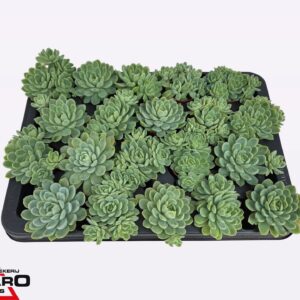 Echeveria elegans P5,5 XL
(20 Plants/Order)(5.5cmP 7cmH)