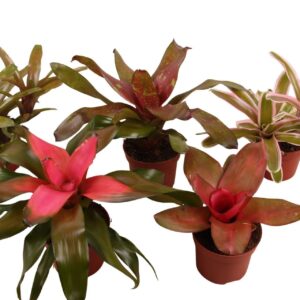 Neoregelia Neorgelia mix 12cm
(6 Plants/Order)(12cmP 40cmH)
