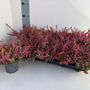 Calluna Beauty Ladies Anne-Sofie SOPHIE_T10,5
(10 Plants/Order)(10.5cmP 18cmH)