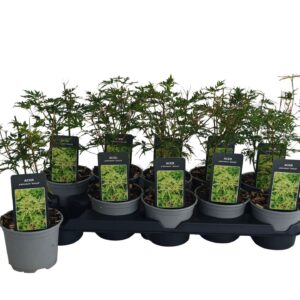 Acer palmatum Seiryu
(10 Plants/Order)(12cmP 35cmH)