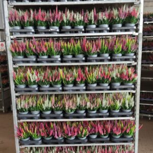Calluna Beauty-Ladies "Ladies"" Starlight Trio_Mix_T10,5"
(10 Plants/Order)(10.5cmP 20cmH)