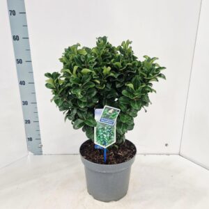 Ligustrum japonicum Rotundifolium
(1 Plants/Order)(23cmP 55cmH)