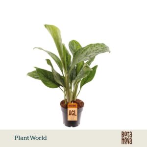 Aglaonema Cutlass Aglaonema Greenlight
(7 Plants/Order)(14cmP 55cmH)