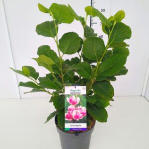 Magnolia soulangeana Satisfaction Magnolia 'Satisfaction' 60-80C7
(1 Plants/Order)(25cmP 80cmH)