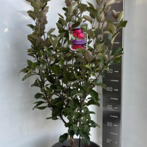 Malus transitoria Appletini
(1 Plants/Order)(29cmP 110cmH)