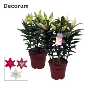 Lilium Or. Special mix 19cm
(5 Plants/Order)(19cmP 55cmH)