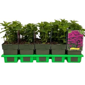 Monarda didyma Grape Gumball' P11
(10 Plants/Order)(11cmP 25cmH)