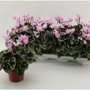 Cyclamen Metis Fantasia Cycl. Metis Fantasia Envol Purple
(12 Plants/Order)(10.5cmP 21cmH)
