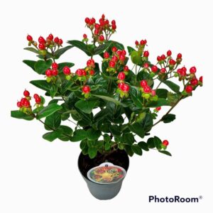 Hypericum Miracle Attraction Hypericum 'Miracle Attraction' P13
(8 Plants/Order)(13cmP 40cmH)