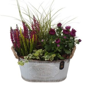 Arrangementen Garden plants PTHO7598 Arrangement Autumn Outdoor in metalen Pot ovaal
(3 Plants/Order)(28cmP 42cmH)
