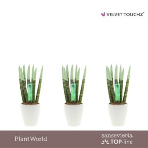 Sansevieria Cylindrica VELVET TOUCHZ® Pastel green in Ceramics Osaka
(16 Plants/Order)(6cmP 20cmH)