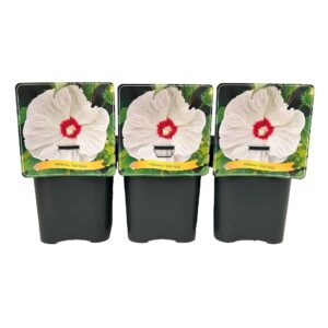 Hibiscus other Old Yella C5
(1 Plants/Order)(21cmP 35cmH)