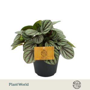 Peperomia albovittata Mistique Mistique 12cm
(4 Plants/Order)(12cmP 20cmH)