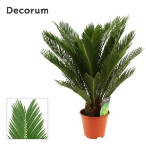 Cycas revoluta 14 cm 10+ Feathers
(7 Plants/Order)(14cmP 60cmH)