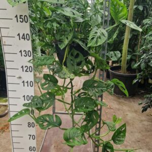Monstera obliqua Monkey Leaf Adansonii Mask hangplant
(1 Plants/Order)(25cmP 70cmH)