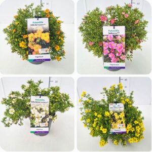 Potentilla fruticosa Potentilla mix 25-30C3
(1 Plants/Order)(19cmP 45cmH)