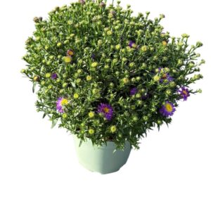 Aster Believe Purple'
(1 Plants/Order)(19cmP 50cmH)