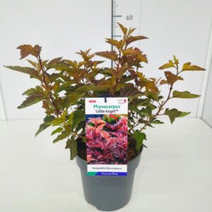 Physocarpus opulifolius Physocarpus op. 'Little Angel' 40-50C3
(1 Plants/Order)(19cmP 60cmH)