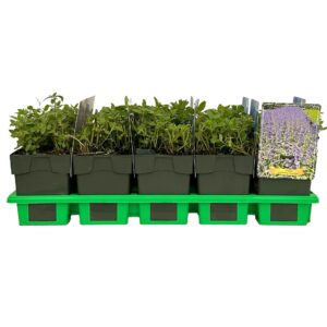 Nepeta grandiflora 'Bramdean' P11
(10 Plants/Order)(11cmP 25cmH)