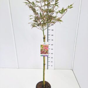 Acer palmatum Acer palm. 'Extravaganza' 70CMSTC5
(1 Plants/Order)(23cmP 90cmH)