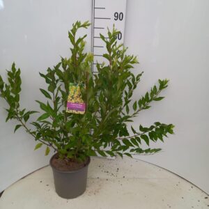 Forsythia Spectabilis intermedia
(1 Plants/Order)(23cmP 80cmH)