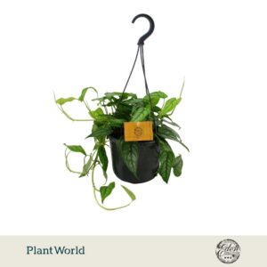 Monstera siltepecana 15cm HP
(5 Plants/Order)(15cmP 20cmH)