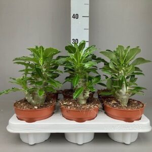 Pachypodium saundersii Pachypodium Saundersii
(6 Plants/Order)(12cmP 20cmH)