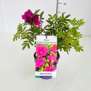 Rosa mixed Rosa 'Strandperle Norderney' PBR EtiketC1.5
(1 Plants/Order)(14cmP 30cmH)
