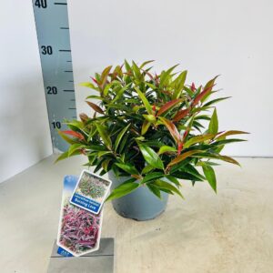 Leucothoe Burning Love keiskei
(1 Plants/Order)(17cmP 25cmH)