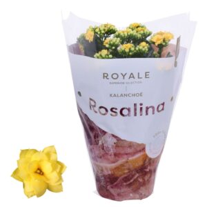 Kalanchoe Rosalina Don Amarillo Kalanchoe Rosalina 12cm Royale Amarillo dark yellow
(10 Plants/Order)(12cmP 27cmH)