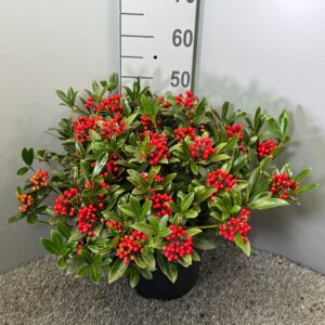 Skimmia Japonica Winnie Dwarf'
(1 Plants/Order)(27cmP 55cmH)