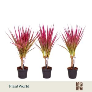 Dracaena Bicolor Make-Upz pink op stam 7 cm
(16 Plants/Order)(7cmP 30cmH)