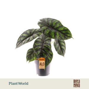 Alocasia Dragon Scale
(7 Plants/Order)(14cmP 30cmH)