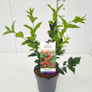 Euonymus europaeus Red Cascade Euonymus eur. 'Red Cascade' 40-50C5
(1 Plants/Order)(22cmP 50cmH)