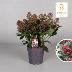 Skimmia japonica Rubella 15+
(6 Plants/Order)(15cmP 40cmH)