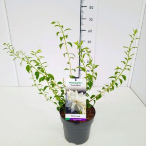 Philadelphus Philadelphus 'Frosy Morn' 40-50C5
(1 Plants/Order)(22cmP 50cmH)