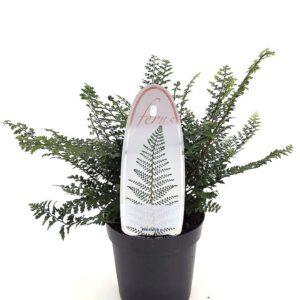 Polystichum setiferum Herrenhausen Polystichum set. 'Herrenhausen' ES11 0,7l
(15 Plants/Order)(11cmP 15cmH)